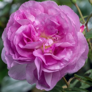 SAPPHIRE (aka Saphir) (floribunda)